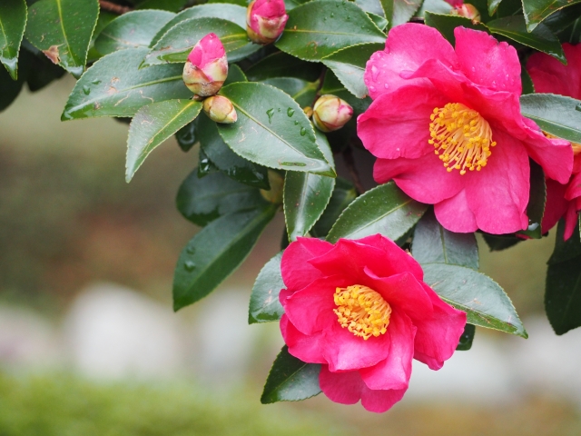 山茶花のイメージ